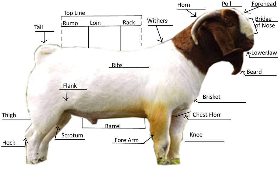 Anatomy Of A Goat